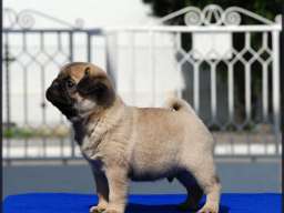 Mops &scaron;tenci