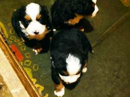Bernski planinski pas &scaron;tenci