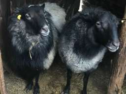 Umatičene romanovske ovce na prodaju
