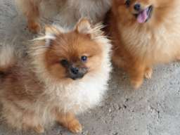 Pomeranac BOO &scaron;tenci