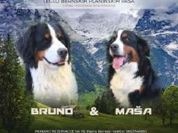 Štenci Bernskog planinskog psa