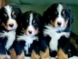 Bernski planinski pas