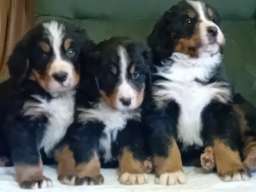 Bernski planinski pas