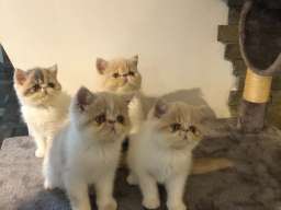 Persijska Exota mačići