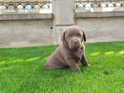 Labrador retriver