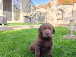 Labrador retriver