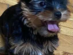 Mini Jorki