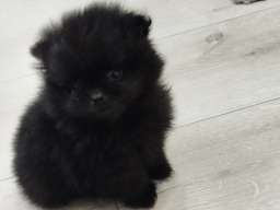 Prelepi Bo medvedici