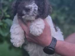 Stenci lagotto romagnolo