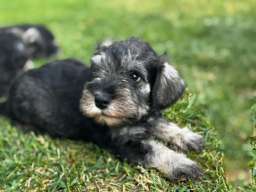 &Scaron;tenci patuljastog &scaron;naucera