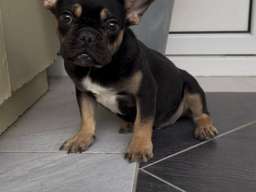 Francuski Buldog black & tan musko stene