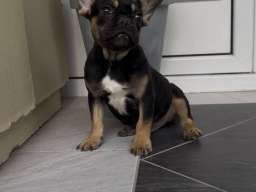 Francuski Buldog black & tan musko stene