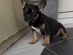 Francuski Buldog black & tan musko stene