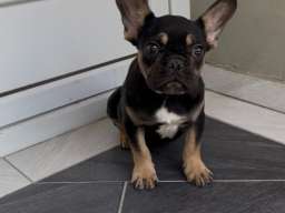Francuski Buldog black & tan musko stene