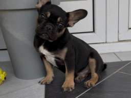Francuski Buldog black & tan musko stene