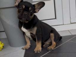 Francuski Buldog black & tan musko stene