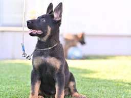 Nemački ovčar &scaron;tenci