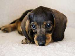 Jazavičar kuničari, o&scaron;tre dlake 