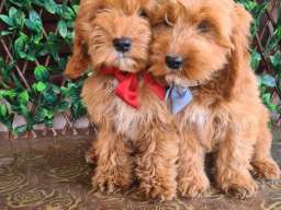 Labradoodle prelepi &scaron;tenci