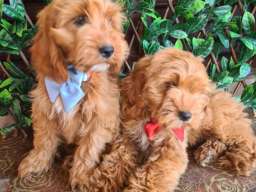 Labradoodle prelepi &scaron;tenci