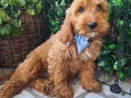 Labradoodle prelepi &scaron;tenci