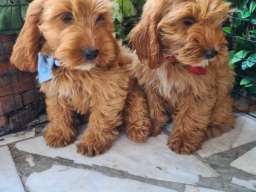 Labradoodle prelepi &scaron;tenci