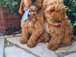 Labradoodle prelepi &scaron;tenci