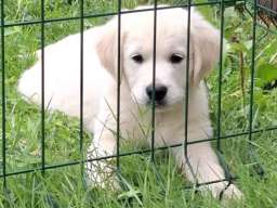 Zlatni retriver, mu&scaron;ko &scaron;tene