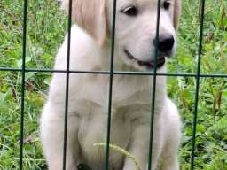 Zlatni retriver, mu&scaron;ko &scaron;tene