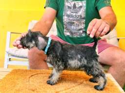 Patuljasti &Scaron;naucer prelepi stenci