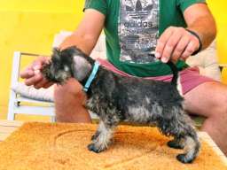 Patuljasti &Scaron;naucer prelepi stenci