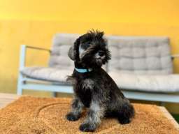 Patuljasti &Scaron;naucer prelepi stenci