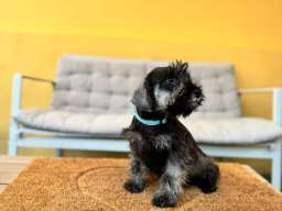 Patuljasti &Scaron;naucer prelepi stenci