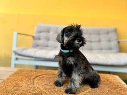 Patuljasti &Scaron;naucer prelepi stenci