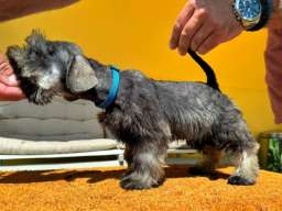 Patuljasti &Scaron;naucer prelepi stenci