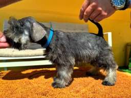 Patuljasti &Scaron;naucer prelepi stenci