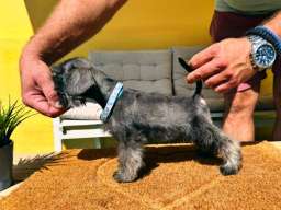 Patuljasti &Scaron;naucer prelepi stenci