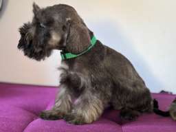 Patuljasti &Scaron;naucer prelepi stenci