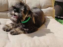 Patuljasti &Scaron;naucer prelepi stenci