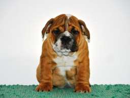 Engleski Buldog