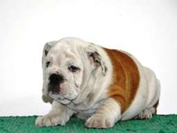 Engleski Buldog