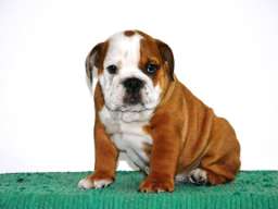 Engleski Buldog