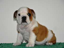 Engleski Buldog