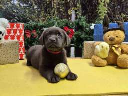 Izuzetna čokoladna &scaron;tenad Labrador retrivera 