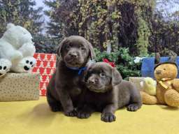 Izuzetna čokoladna &scaron;tenad Labrador retrivera 