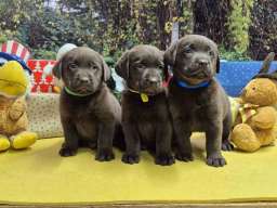 Izuzetna čokoladna &scaron;tenad Labrador retrivera 