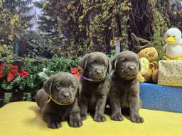 Izuzetna čokoladna &scaron;tenad Labrador retrivera 
