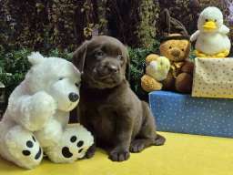 Izuzetna čokoladna &scaron;tenad Labrador retrivera 