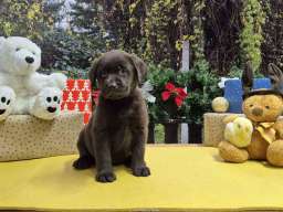Izuzetna čokoladna &scaron;tenad Labrador retrivera 