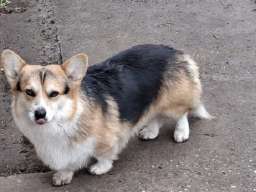 Vel&scaron;ki Korgi, star 18 meseci